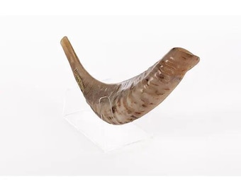 Ram’s Horn Shofar 11"-13" / 30-34 cm - MADE IN ISRAEL