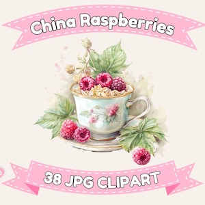 Conjunto de imágenes prediseñadas de frambuesas chinas / Ilustraciones vintage de frambuesas y ortigas chinas / 38 imágenes JPG de 3600 píxeles