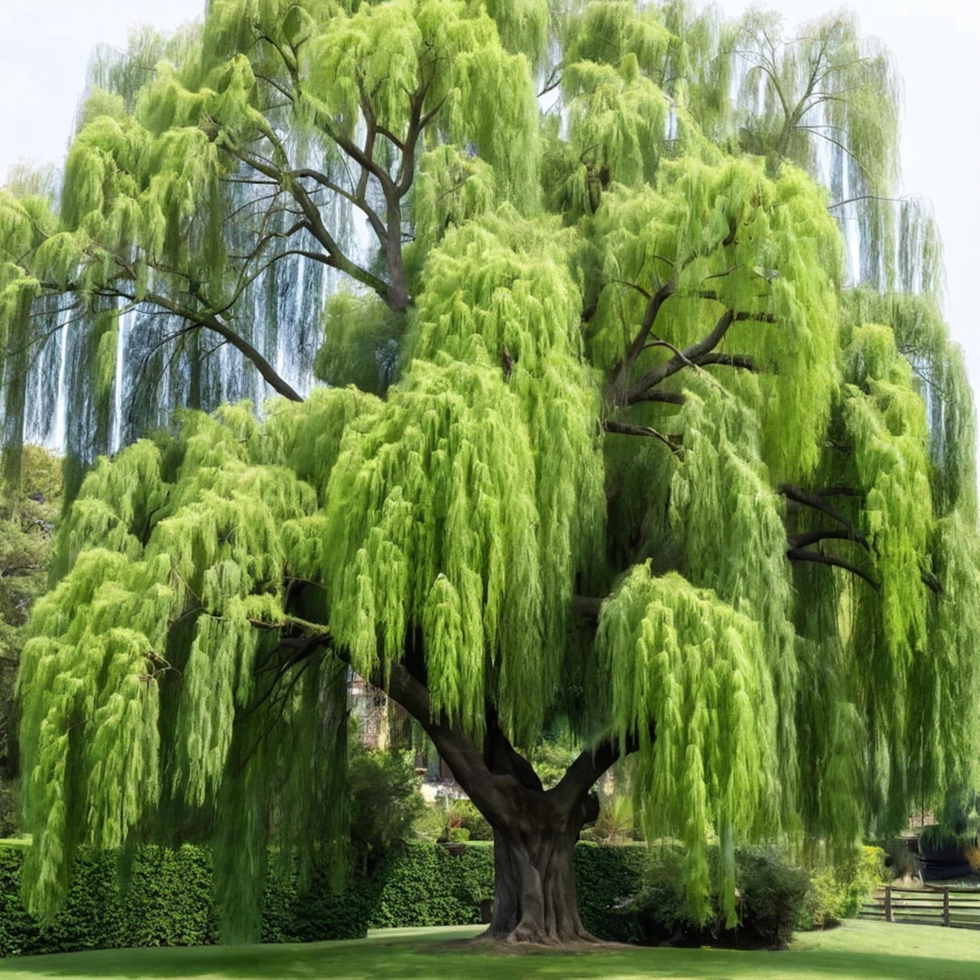 Exciting Weeping Willow Seeds Gallery