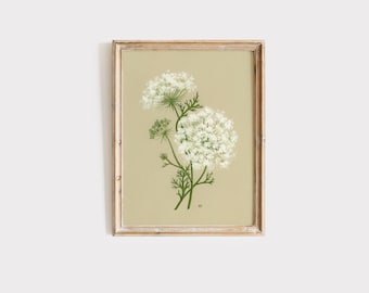 Queen Anne's Lace Print: Vintage Botanical Oil Painting (UNFRAMED)