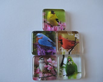 Pretty Birds Square Glass Magnets Set of 5