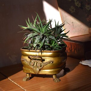 May include: A succulent plant with dark green, pointed leaves sits inside a rectangular brass planter. The planter features decorative handles on the sides and is supported by four small, claw-shaped feet, showcasing a metallic gold finish.