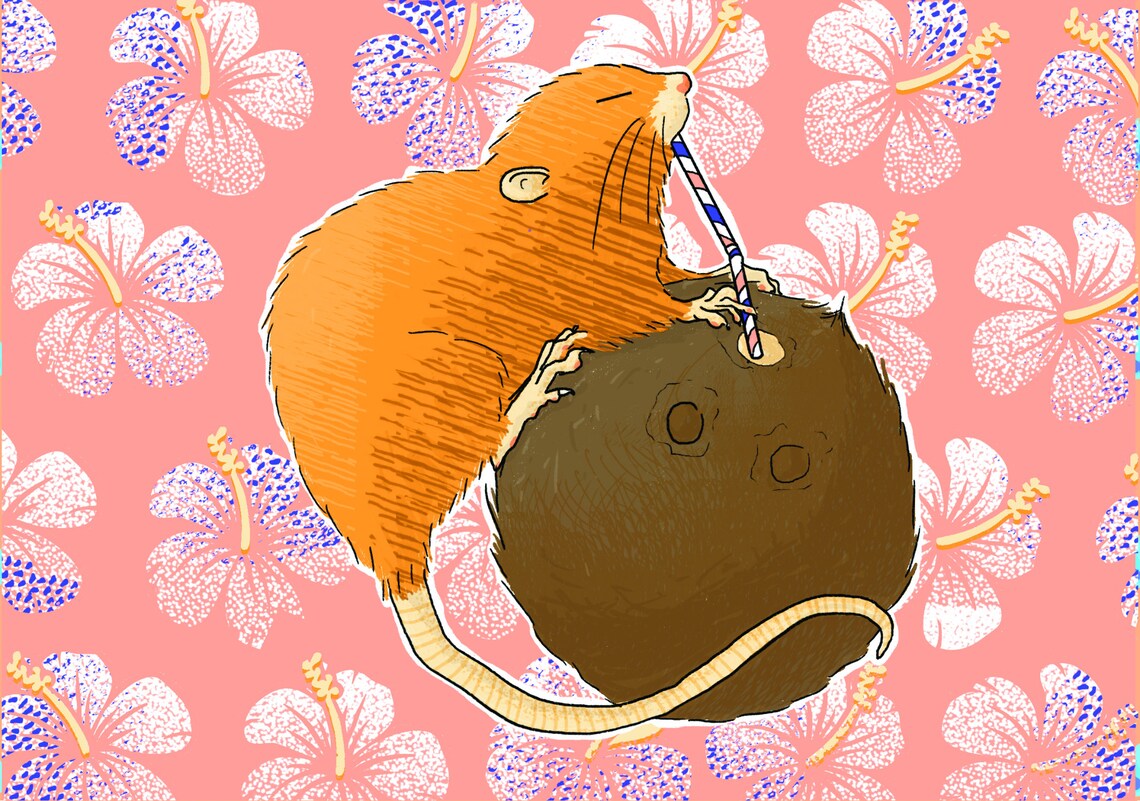 Uromys Vika the Vangunu Giant Rat Animals We Didn't Know That Existed ...