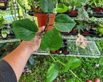 Varigated Heartleaf Philodendron - Etsy