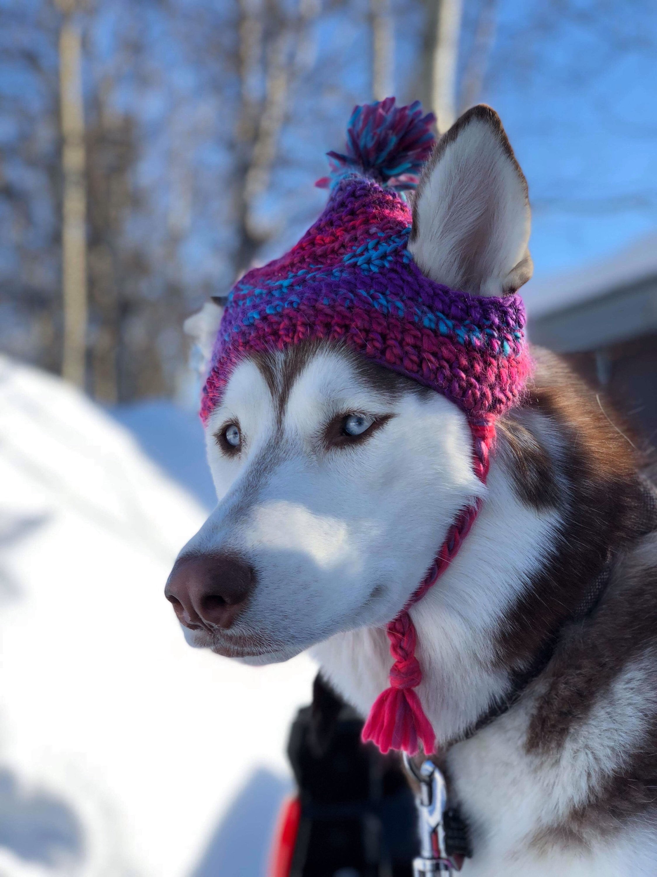 CUSTOM Dog Beanie, Dog Hat, Dog Accessories, Pet Beanie, Pick Your