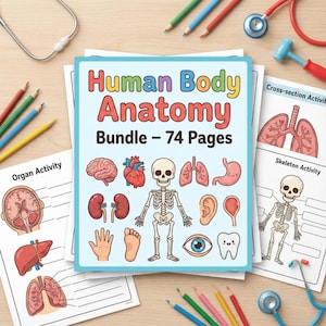 May include: A set of anatomy worksheets featuring illustrations of human organs and a skeleton. The cover reads "Human Body Anatomy Bundle - 74 Pages". Pencils and medical tools are arranged around the worksheets.
