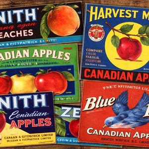 Puede incluir: Una colección de etiquetas de cajas de fruta vintage con melocotones y manzanas. Las etiquetas muestran texto como "Zenith Peaches", "Canadian Apples", "Harvest Moon" y "Blue Bird". Las etiquetas son de varios colores, incluyendo rojo, azul, verde y amarillo.