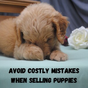 Avoid costly mistakes when selling puppies. Just like any other business, you have legal liabilities that could cause you a major headache. Be prepared to protect yourself.