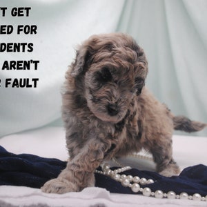 Don't get blamed for accidents that aren't your fault. How to keep yourself safe from being sued and separate business from personal finances. Your dog breeding business contracts can protect you.