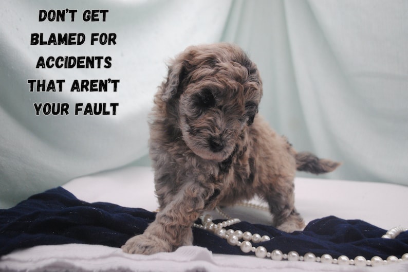Don't get blamed for accidents that aren't your fault. How to keep yourself safe from being sued and separate business from personal finances. Your dog breeding business contracts can protect you.