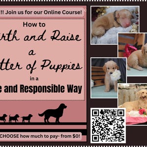 May include: A promotional flyer for an online course titled How to Birth and Raise a Litter of Puppies in a Safe and Responsible Way. The design features a pink background, black text, silhouettes of dogs, a QR code, and four photos of puppies.