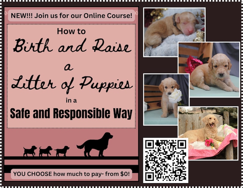 May include: A promotional flyer for an online course titled How to Birth and Raise a Litter of Puppies in a Safe and Responsible Way. The design features a pink background, black text, silhouettes of dogs, a QR code, and four photos of puppies.