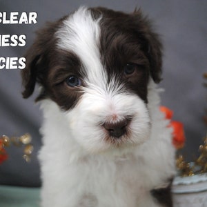 Have clear business policies for your dog breeding business. Set expectations with puppy buyers. Understand your responsibilities as a honest business and loving dog owner.