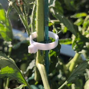 以下が含まれることがあります： 白い植物サポートクリップが、青い支柱に固定された緑色のトマトの茎を囲んでいます。 クリップはプラスチック製で、植物を直立させるように設計されています。 背景には緑の葉と日光が写っています。