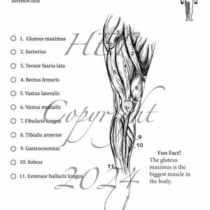 Anatomy of the leg Coloring Page | Digital Download | Human Muscles, lower limb, Quadriceps | Educational line art for coloring