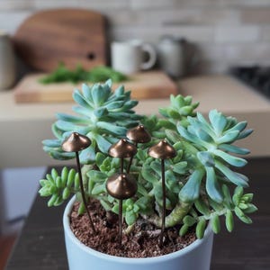 May include: A succulent plant in a light blue pot, decorated with copper mushroom stakes. The succulent has blue-green leaves. The copper mushrooms have a shiny finish and add a decorative touch to the plant.