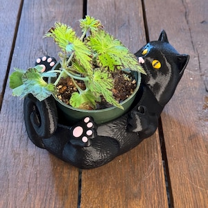 May include: A black cat-shaped planter holding a small green potted plant with patterned leaves. The cat has yellow eyes and pink paw pads. The planter is made of a glossy material and sits on a wooden surface.