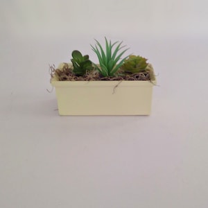 May include: A white rectangular planter with three small green succulent plants and brown moss.