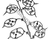 Money Plant Foliage