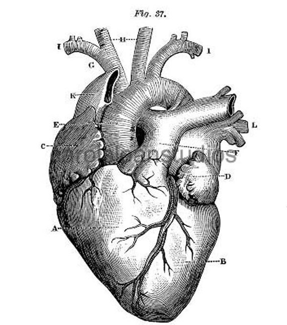 Resultado de imagen para corazon anatomico