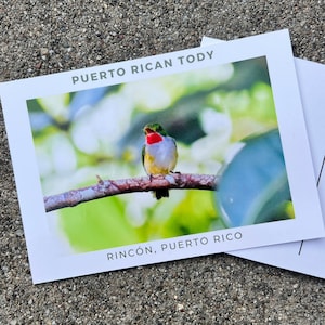 Porto Rican Tody Postkarte (fotografiert in Rincón, PR)