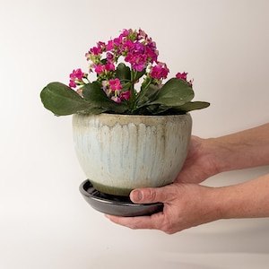 May include: A potted Kalanchoe plant with vibrant pink flowers and large green leaves. The plant is in a light blue and beige ceramic pot, sitting on a black saucer. The pot is held by two hands against a white background.