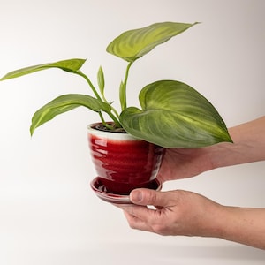 May include: A vibrant green plant with large leaves in a glossy, red ceramic pot with a matching saucer. The pot has a white rim. The plant is held by two hands against a white background. The plant is a houseplant.