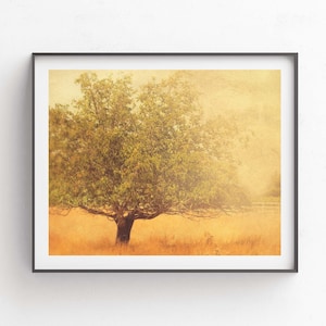 Rustic Home Decor, California Farmhouse, Mustard Yellow, Los Olivos, Tree Photograph, Landscape Art image 1