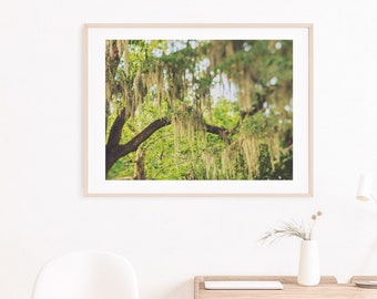 Savannah Print, Savannah Photography, Spanish Moss Photo, Nature Decor, Tree Wall Art, Green Nursery Art, Live Oak