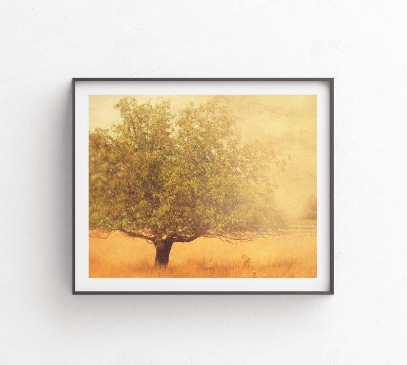 Rustic Home Decor, California Farmhouse, Mustard Yellow, Los Olivos, Tree Photograph, Landscape Art image 1