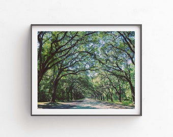 Savannah Photograph, Live Oaks Print, Landscape Photography, Trees Photo, Girls Room Decor, Nursery Wall Art, Bedroom, Rustic, Wormsloe