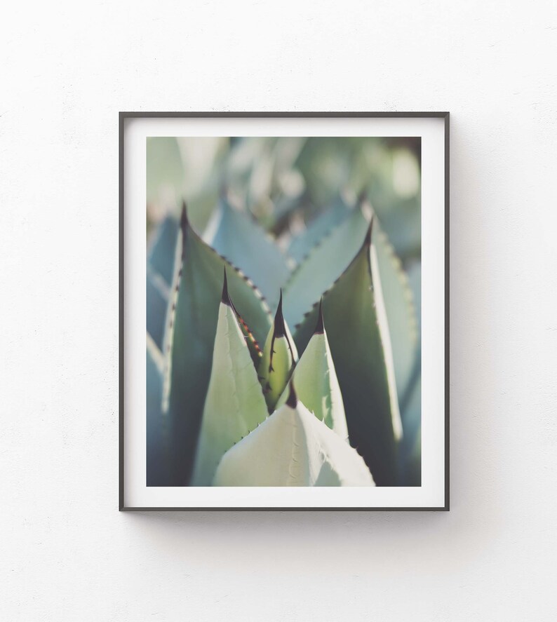 Agave Photograph, Desert Decor, Garden Photo, Boho Wall Art, Southwest, California, Spa Print, Nature, Housewarming Gift image 4