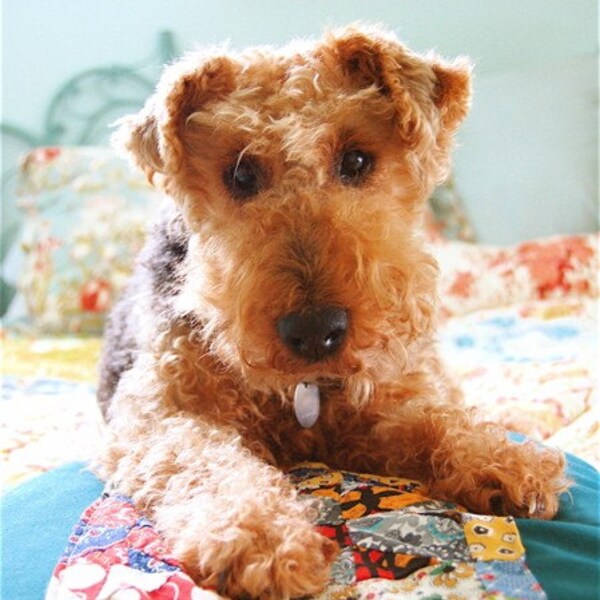 Mireio Pet Bed -- Bohemian Patchwork Stripe