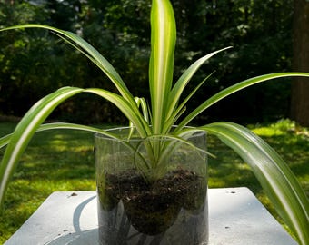 100 Spider Plant Seeds: Heirloom Mixed Flower Seeds - Etsy