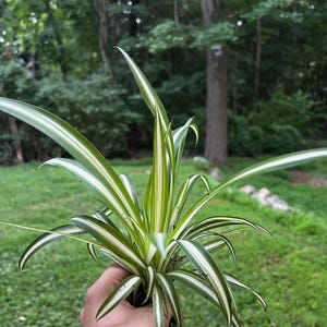 May include: A close-up of a spider plant, held in a hand, with long, green and white striped leaves. The plant's roots are visible. The background is a blurred view of a green lawn and trees.