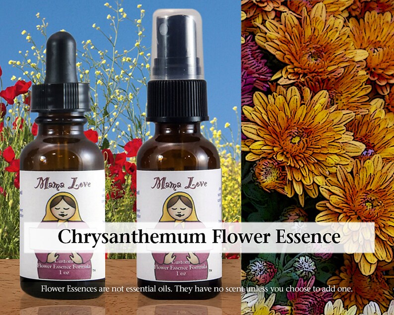 Chrysanthemum Flower Essence Dropper or Spray Selfcare for Etsy