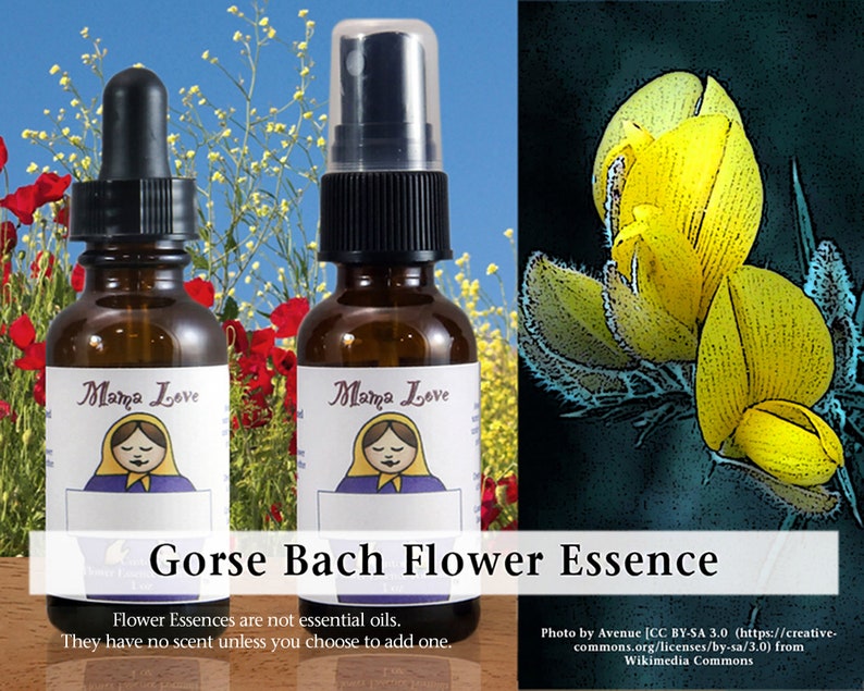 Gorse Bach Flower Essence Dropper or Spray Selfcare for Etsy