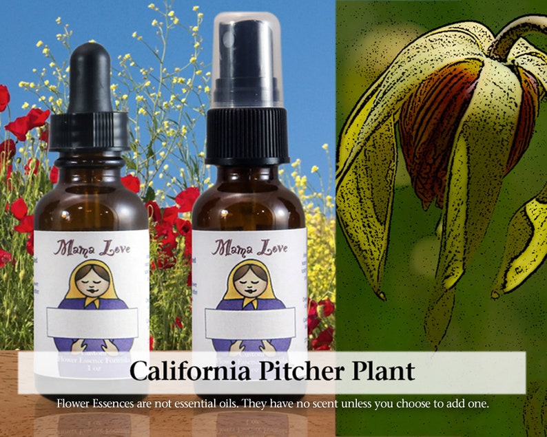 California Pitcher Plant Flower Essence 1 or 2 Oz Dropper or Etsy