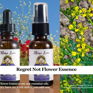 Regret Not Flower Essence, Dropper or Spray Aura Mist for Insight and the Will to Protect Yourself Against Negative Influences