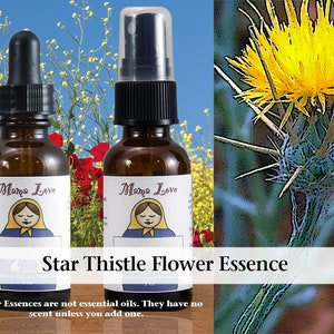 Organic Star Thistle Flower Essence, Dropper or Unscented Spray Aura Mist for Becoming More Generous, Increased Feelings of Abundance image 1