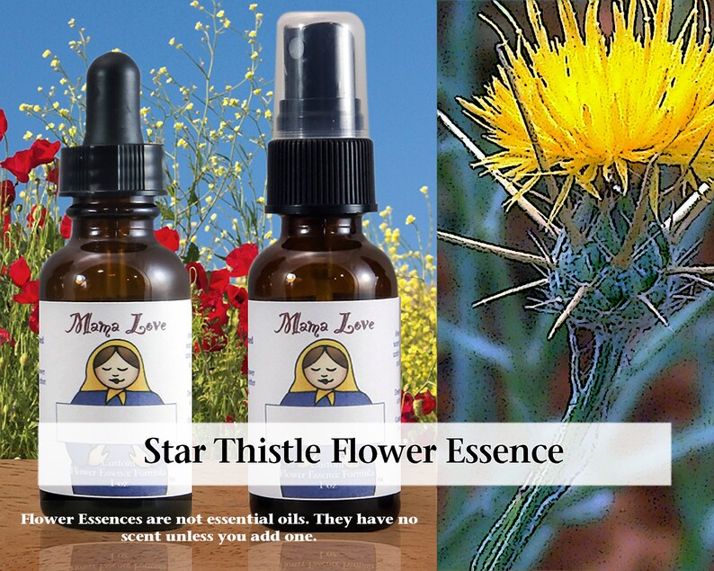 Organic Star Thistle Flower Essence, Dropper or Unscented Spray Aura Mist for Becoming More Generous, Increased Feelings of Abundance image 1