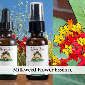 Organic Milkweed Flower Essence, Dropper or Unscented Spray Aura Mist for Help with Dependency, Becoming Independent and Self-Reliant image 1