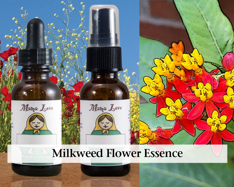 Organic Milkweed Flower Essence, Dropper or Unscented Spray Aura Mist for Help with Dependency, Becoming Independent and Self-Reliant image 1