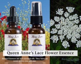 Organic Queen Anne's Lace Flower Essence, Dropper or Unscented Spray to Encourage Clear Seeing, Psychic Insight, Grounded Clairvoyance