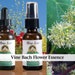 see more listings in the Single Flower Essences section