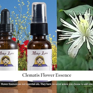 Esencia de flor de clemátide, gotero o aerosol para bajar a la tierra cuando estás desconectado del mundo físico.