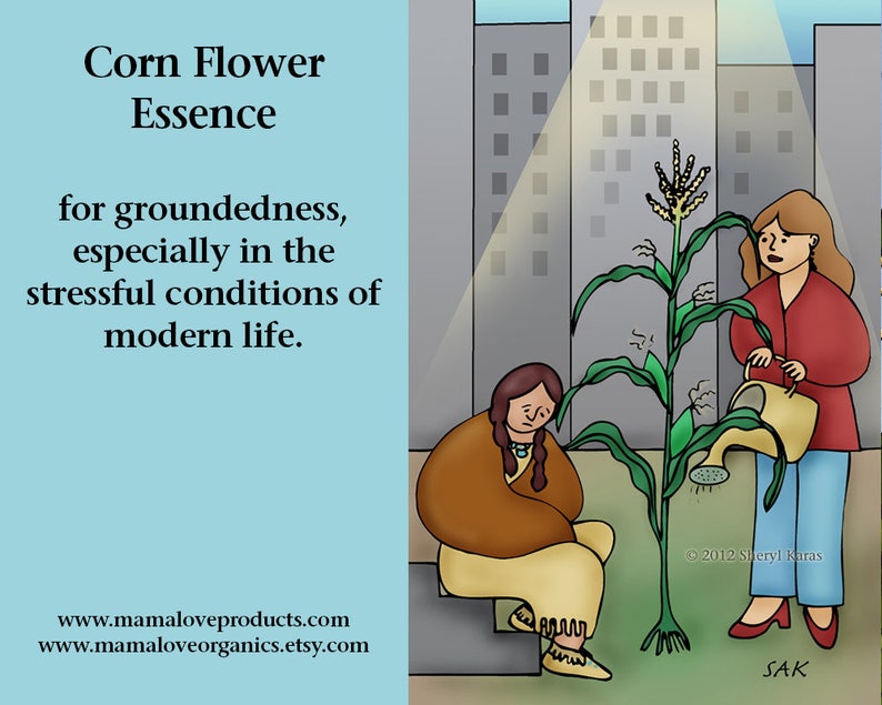 Op de afbeelding: Illustratie van een ma&iuml;splant met twee vrouwen. E&eacute;n vrouw geeft de plant water, de andere zit in de buurt. Tekst luidt: "Corn Flower Essence for groundedness, especially in the stressful conditions of modern life."