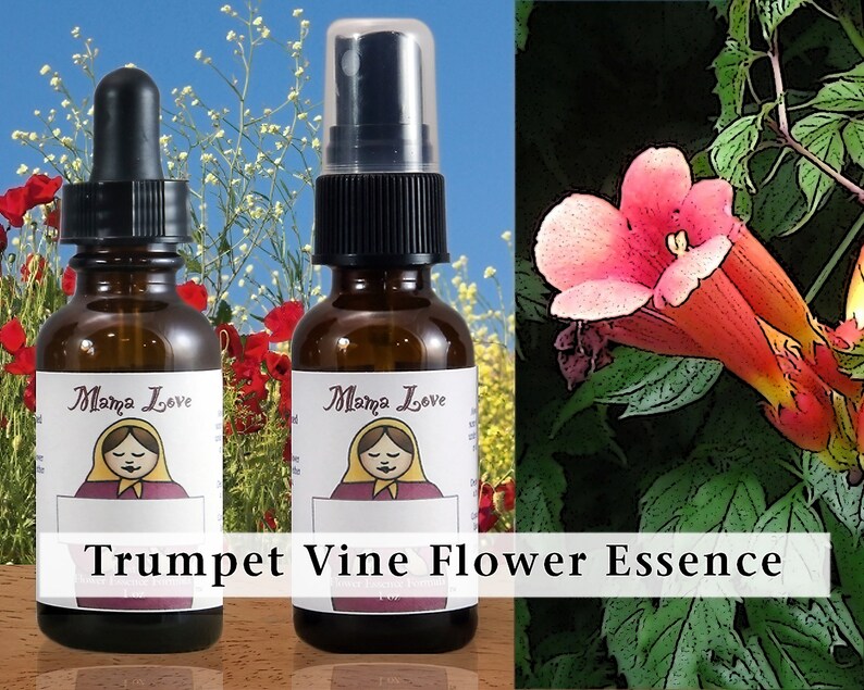 Trumpet Vine Flower Essence: Vibrant Self-Expression, Assertiveness, Clear Speech (Dropper or Spray) image 3