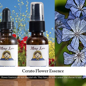 Cerato Flower Essence, Dropper or Spray for Trusting Your Thinking or Intuition when Overly Dependent on the Opinions of Others