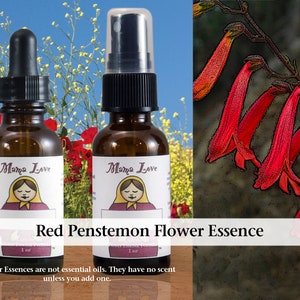 Red Penstemon Flower Essence, Dropper or Spray for Determination, Strength of Purpose, Taking on Challenges image 1